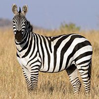 zebra-3295166