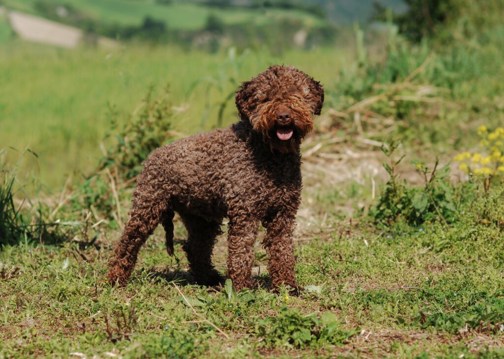 lagotto-romagnolo-truffle-dog