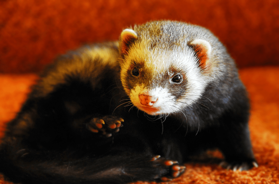 Types of ferret - sable