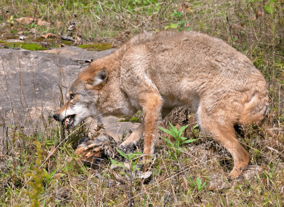 coyote-eating