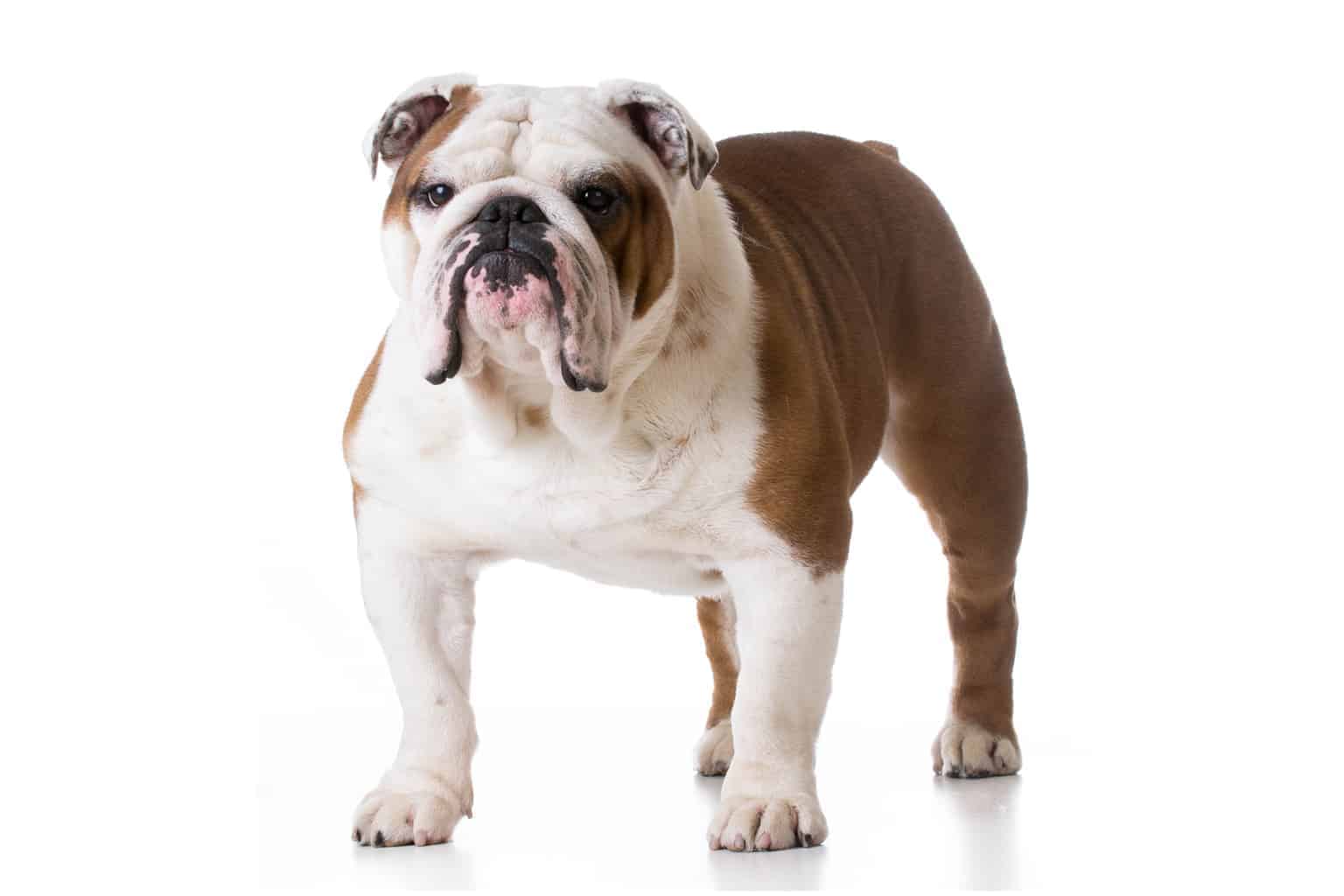 15 Different Types Of Bulldogs Exuding Loyalty & Cuteness!