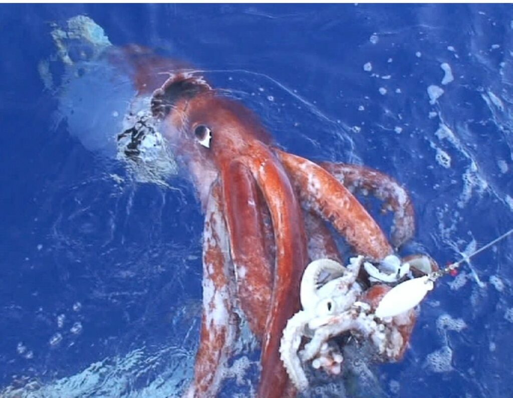 giant-squid-2-1074823