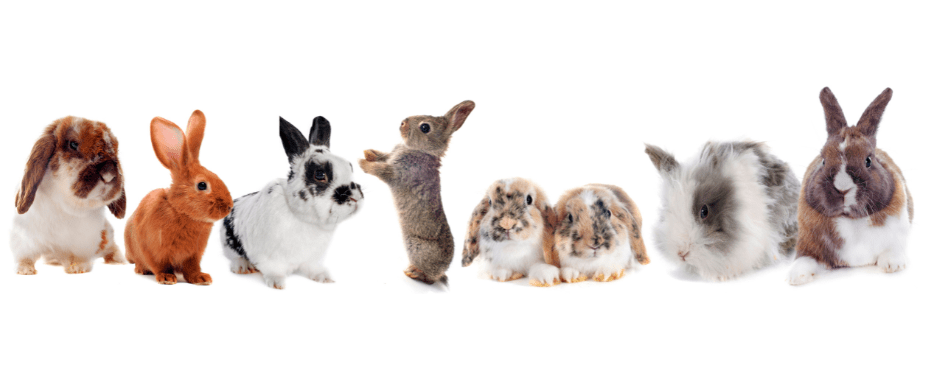 group-of-rabbits
