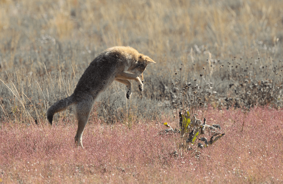 what-do-coyotes-eat