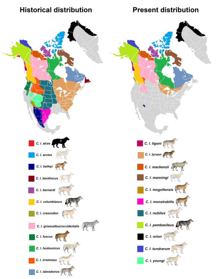 704px-north_american_gray_wolf_subspecies_distribution_according_to_goldman_1944__msw3_2005-7435820