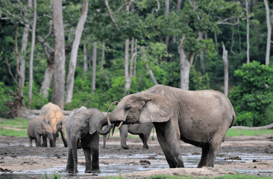 african-forest-elephant-4650838