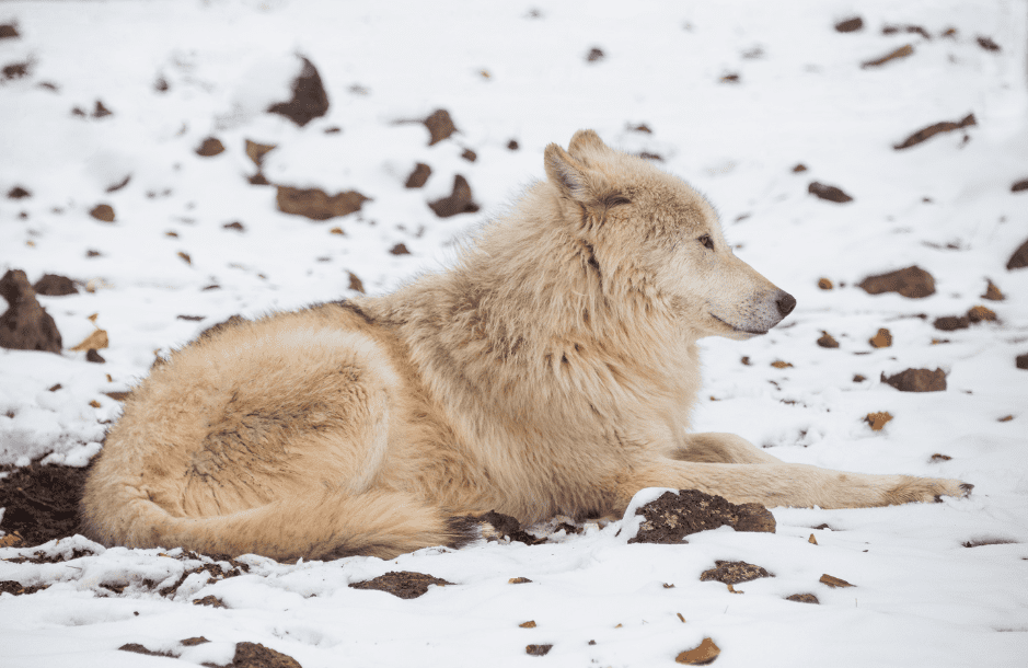 alaskan-tundra-wolf-8340364
