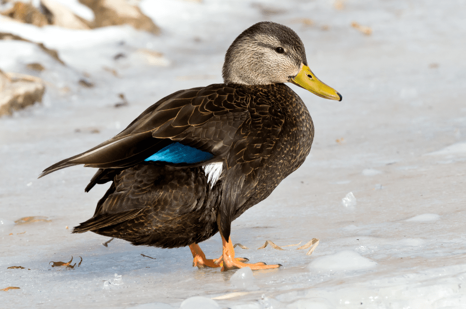 american-black-duck-9482991