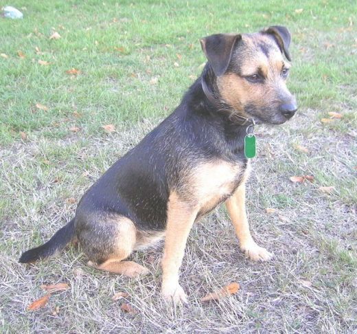 black-and-tan-terrier