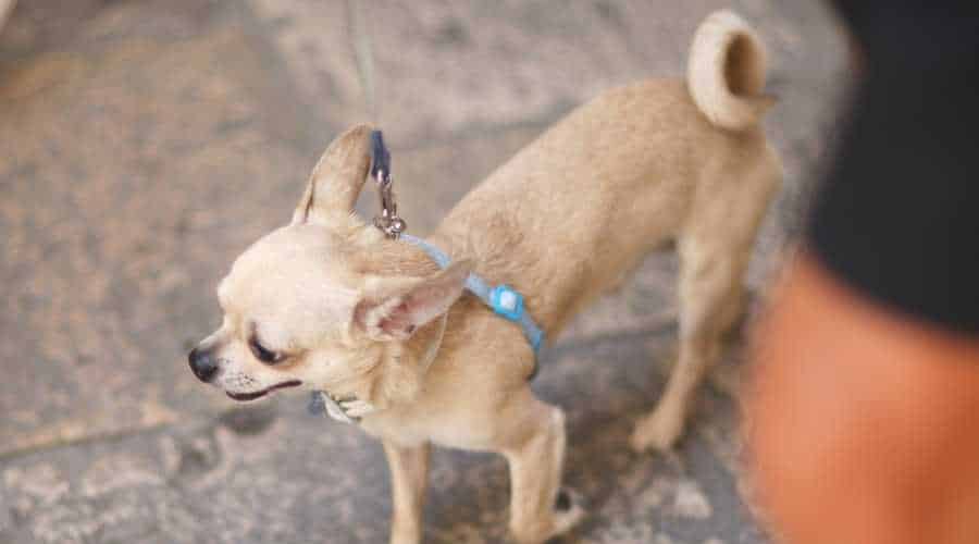 chihuahua-curly-tail