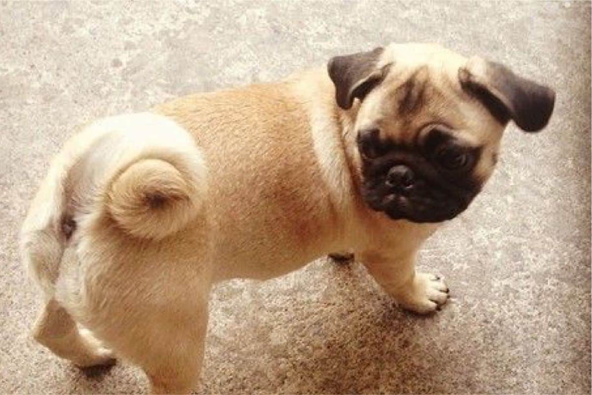 why do dog tails curl