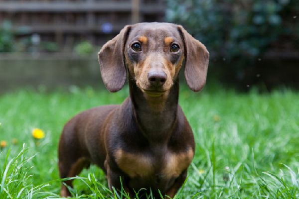 dachshund-dog-breed-8243801