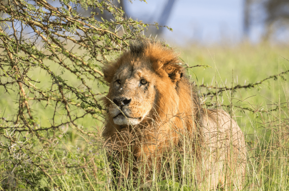 east-african-lion-8488510