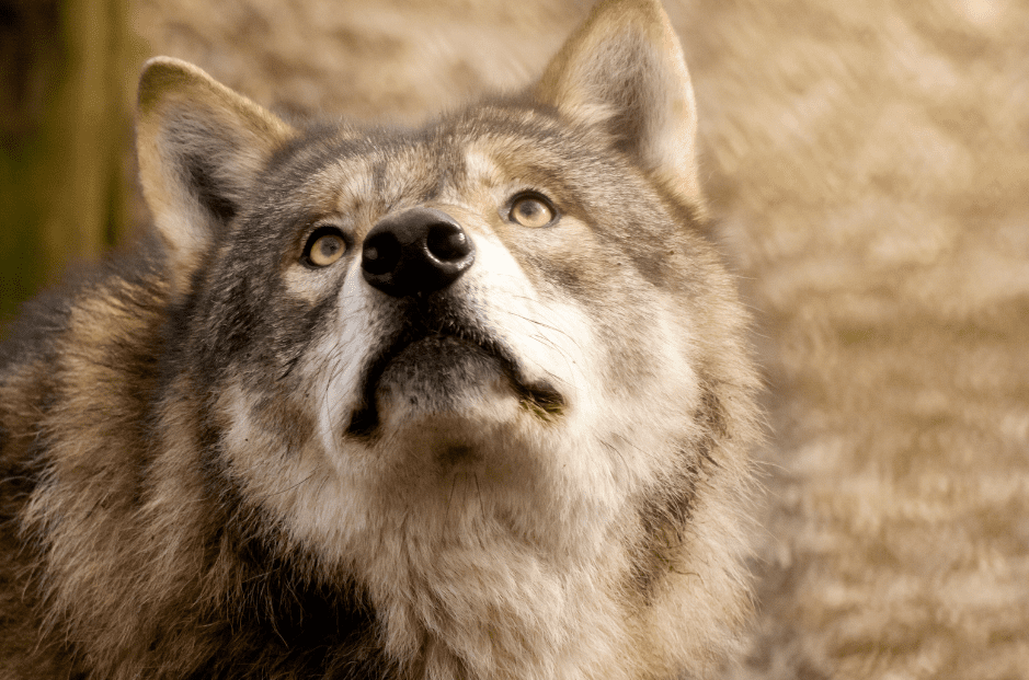 eurasian-wolf