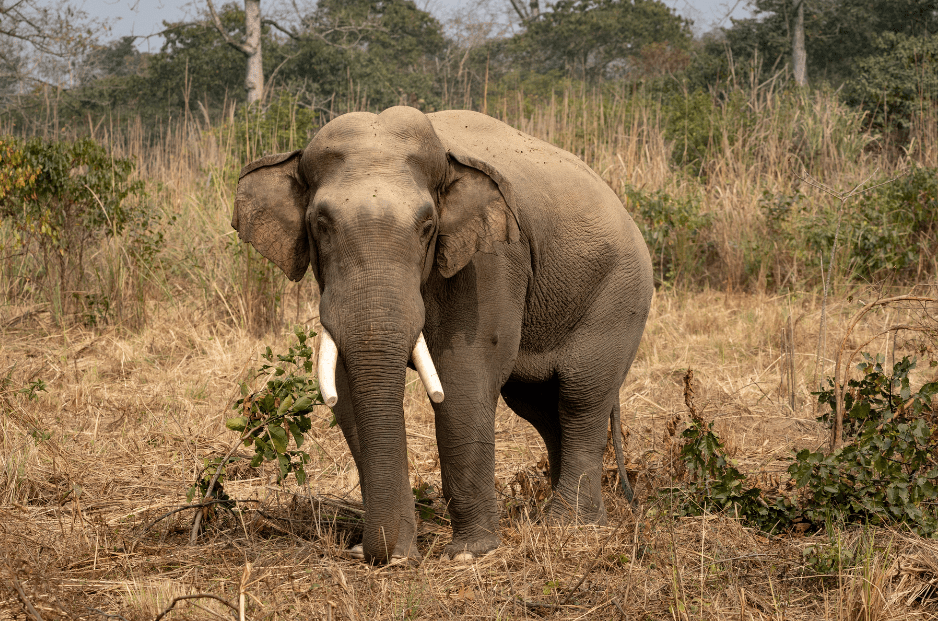 indian-elephant-7159809