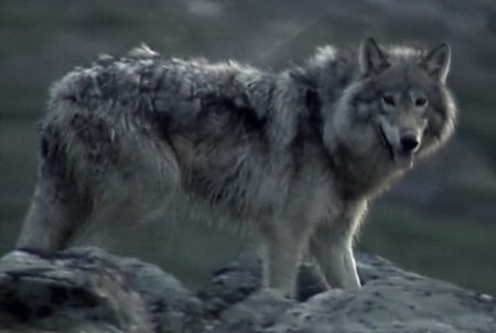 labrador_wolf