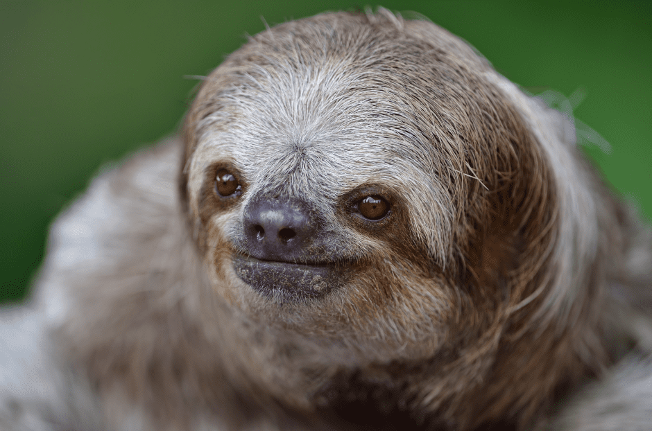 maned-three-toed-sloth-8554730