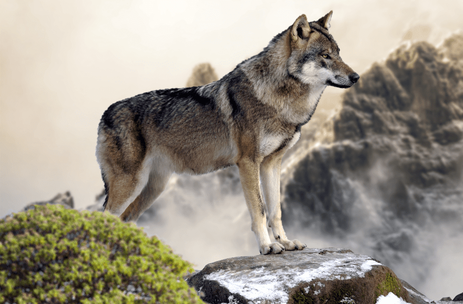 northern-rocky-mountain-wolf-9499796