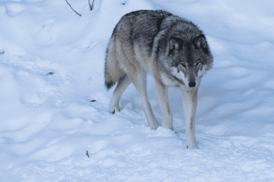 northwestern-wolf
