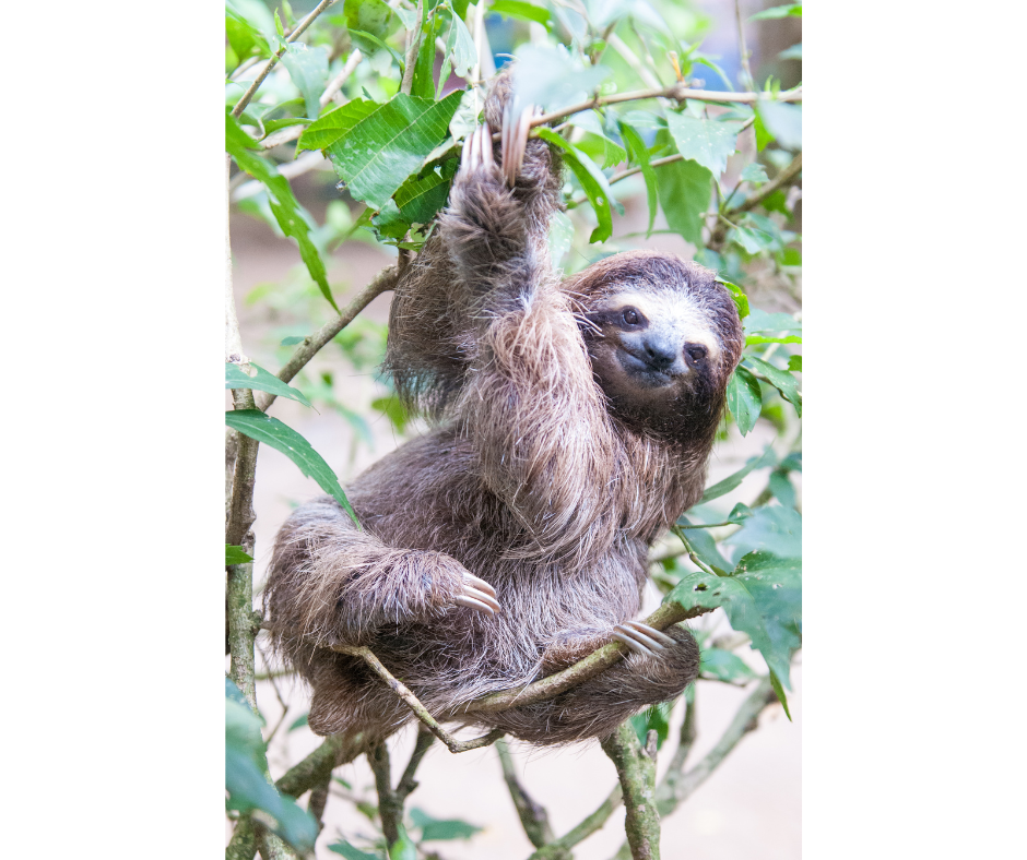 pale-throated-three-toed-sloth-5014284