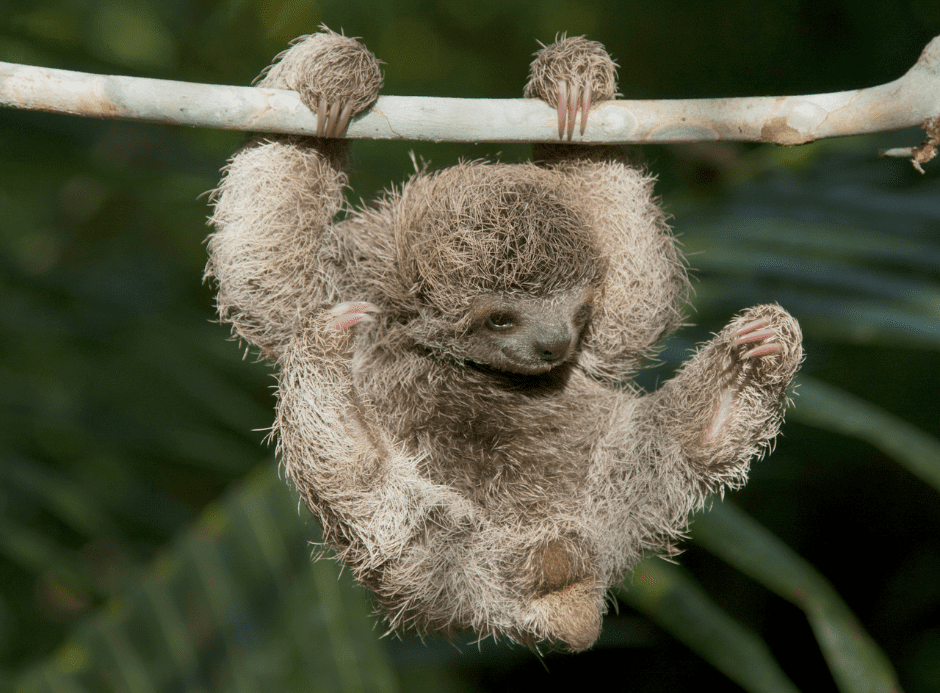 pygmy-three-toed-sloth-4221013