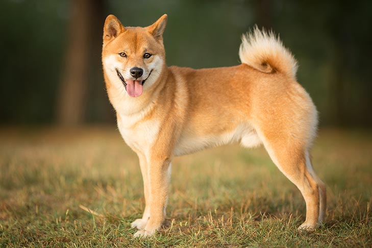 shiba-inu-standing-with-its-curly-tail