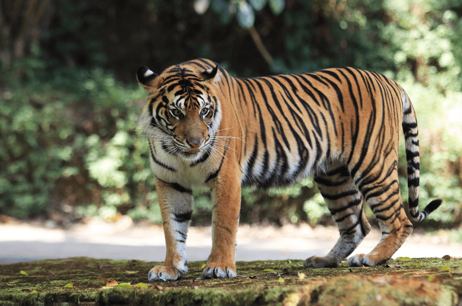 sumatran-tiger-3519955