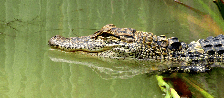 alligator-habitat-1781059