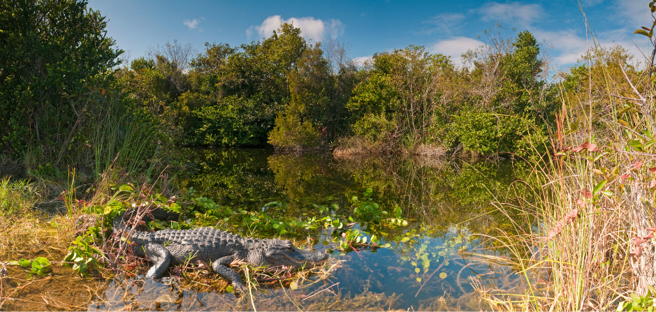 alligator-habitat-4507321