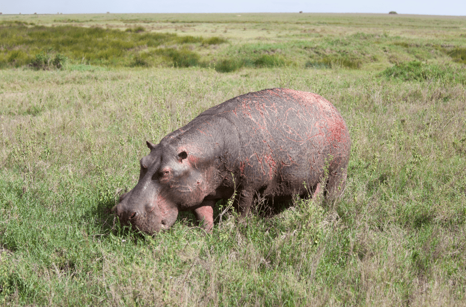 hippopotamus-eating-9391504