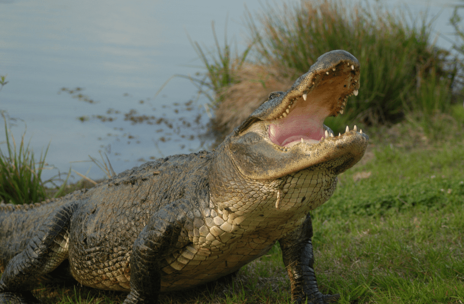 how-long-do-alligators-live-9840187