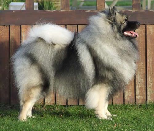 keeshond-curly-tail
