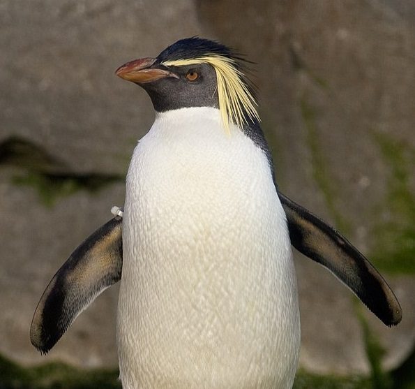 northern-rockhopper-penguin-5515011