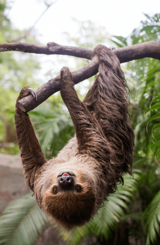 pale-throated-three-toed-sloth-2