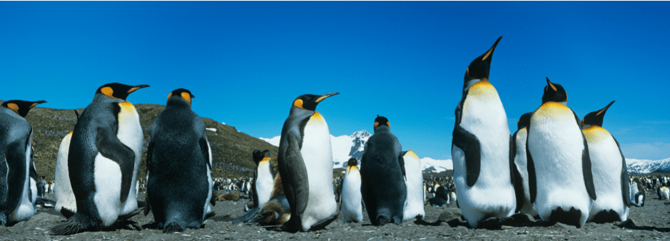 penguin-sizes-4378438