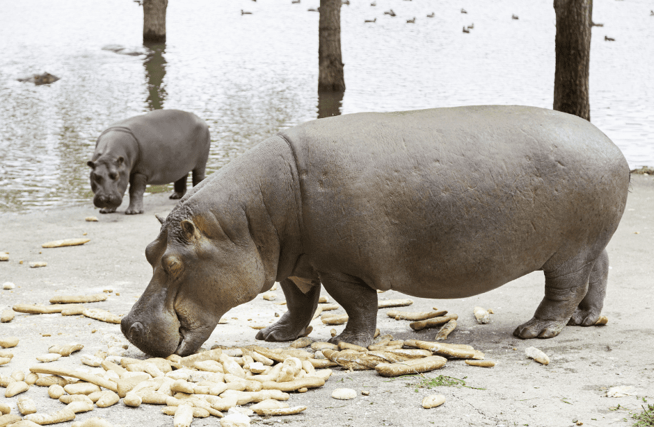 pygmy-hippo-eating-4423638