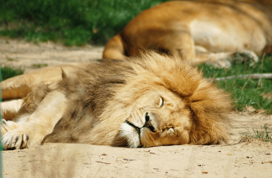 sleeping-lion-2174711