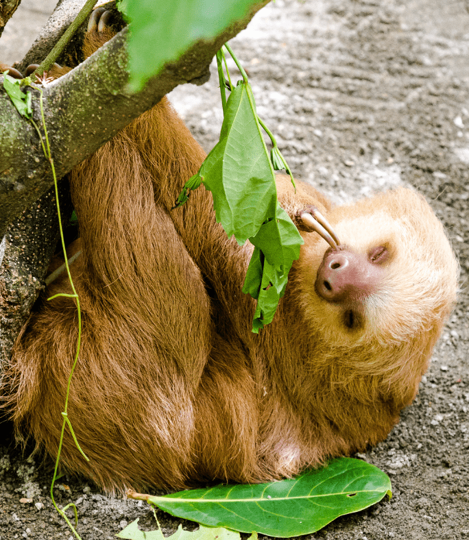 sloth-eating-6288926