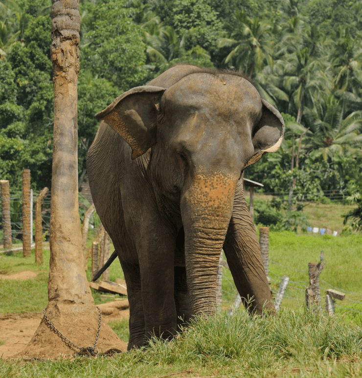 sri-lankan-elephant-9089315