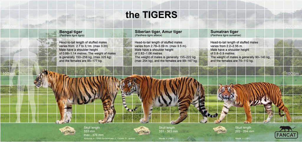 the_tigers_size_by_bigfancat_daskum7-fullview-3627882