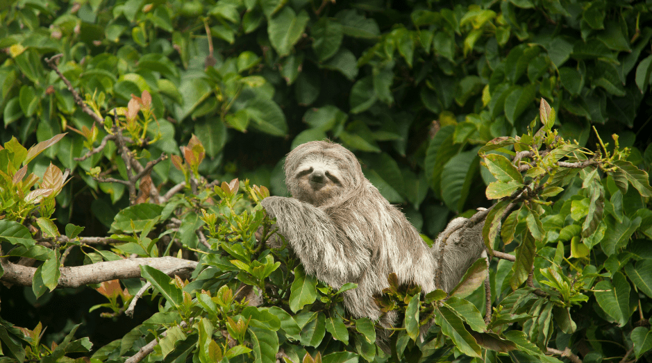 what-sloths-eat-3517872