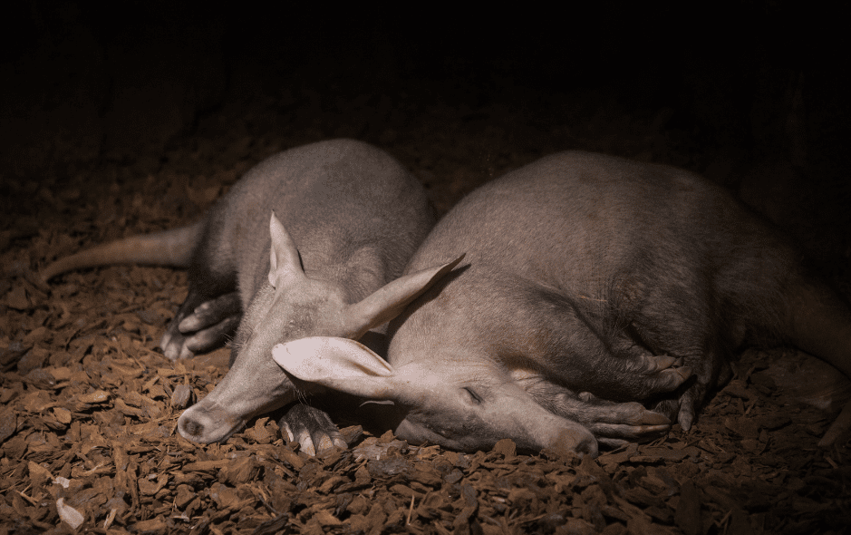 aardvark-burrow-7532908