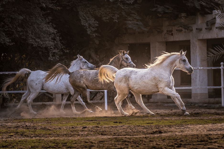 arabian-horse-running-8567148