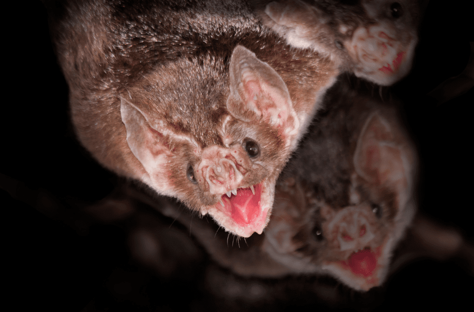 are-bats-dangerous