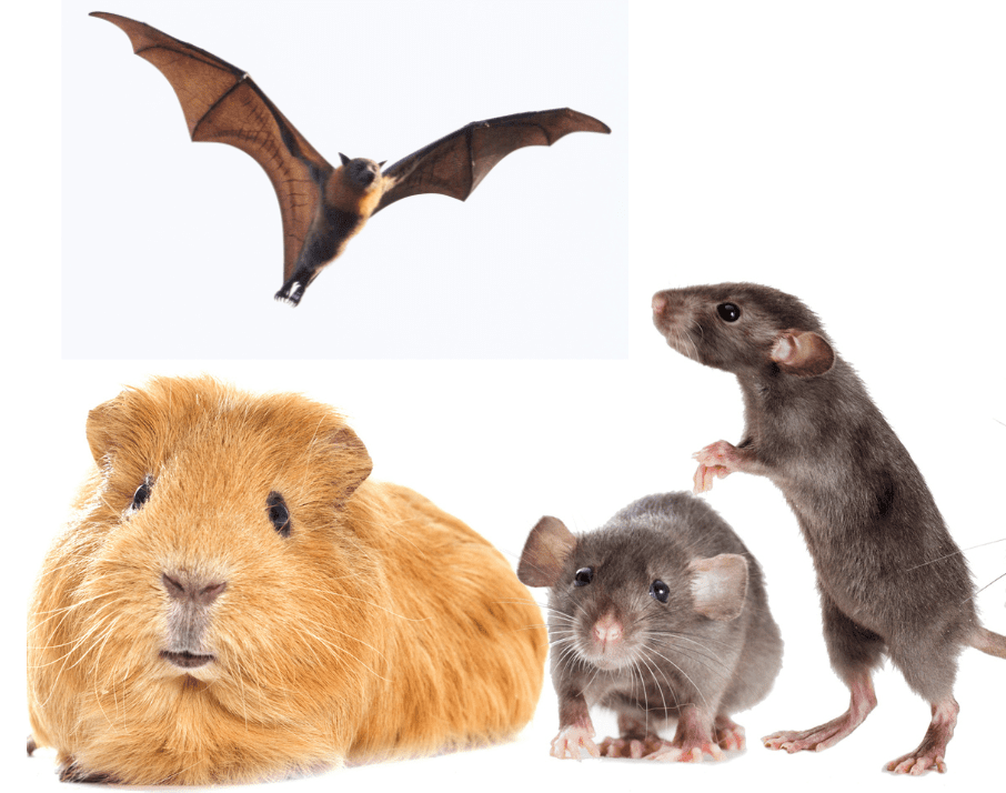 are-bats-rodents