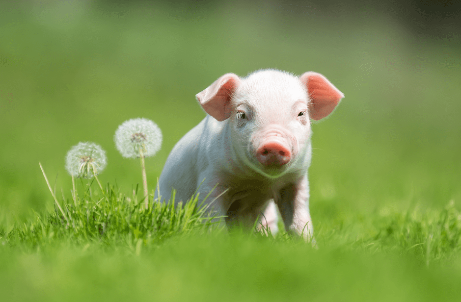 baby-pig-facts