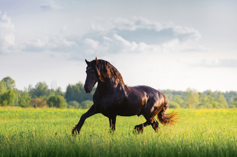 black-forest-horse-4431238
