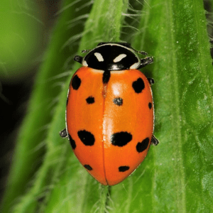 convergent-lady-beetle-1290132