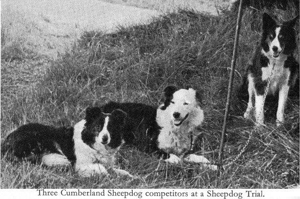 cumberland-sheepdog-3899284