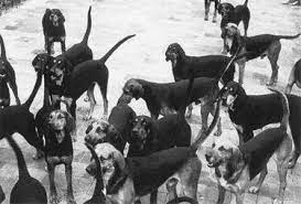 dumfriesshire-black-and-tan-foxhound-3741619